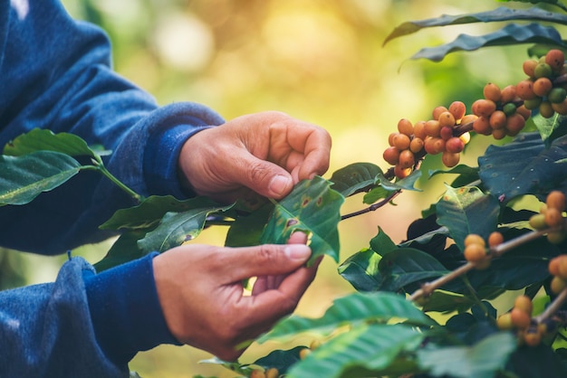 Les mains de l'homme récoltent des grains de café mûrs baies rouges graines de caféier croissance des arbres dans une ferme biologique verte