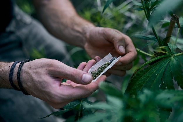 Les mains d'un homme roulant un joint de marijuana près de la plante de cannabis