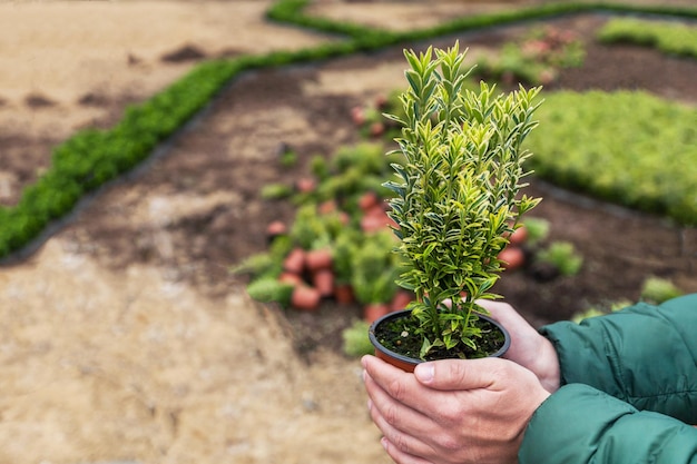 les mains de l'homme tenant un pot avec une plante verte