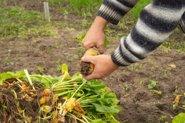 Les mains des hommes dévissent les sommets des betteraves sucrières