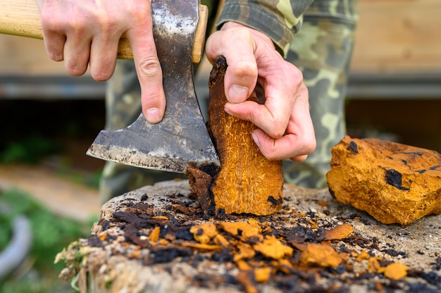 Les mains des hommes avec une hache propre champignon de bouleau champignon Chaga à l'air frais