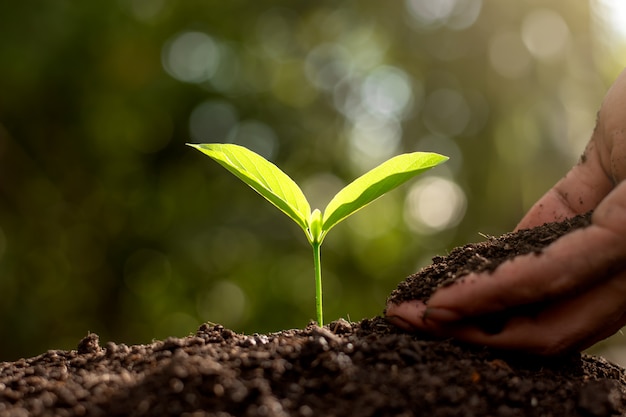 Les mains des hommes plantent des plants.