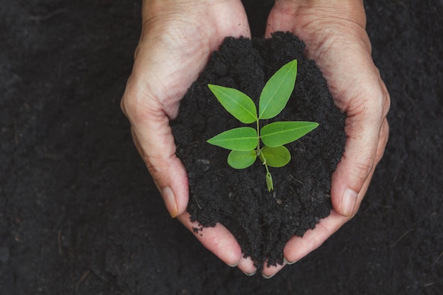 Mains humaines sur le concept de vie petite plante verte. Concept d&#39;écologie.