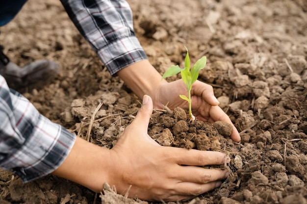 Mains humaines plantant de jeunes plantes vertes