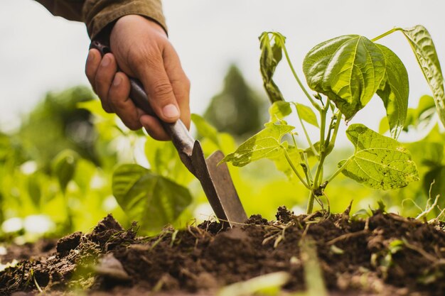 Des mains humaines plantent un semis agricole dans le jardin Terres cultivées en gros plan Concept de jardinage Plantes agricoles poussant dans la rangée de lits