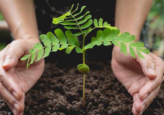 Mains Humaines Protégeant Le Concept De Vie De La Petite Plante Verte. Concept De L'écologie.