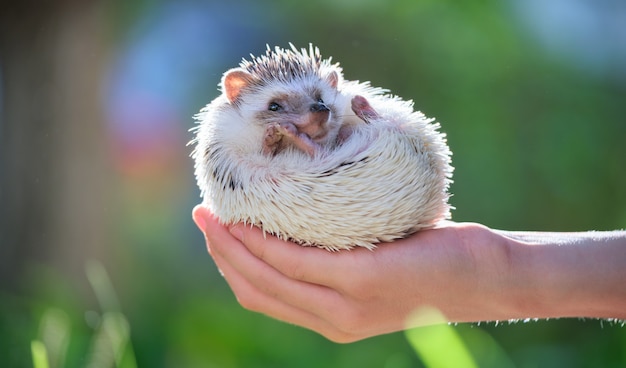 Mains humaines tenant un petit animal de compagnie hérisson africain à l'extérieur le jour d'été. Garder les animaux domestiques et prendre soin des animaux de compagnie concept.