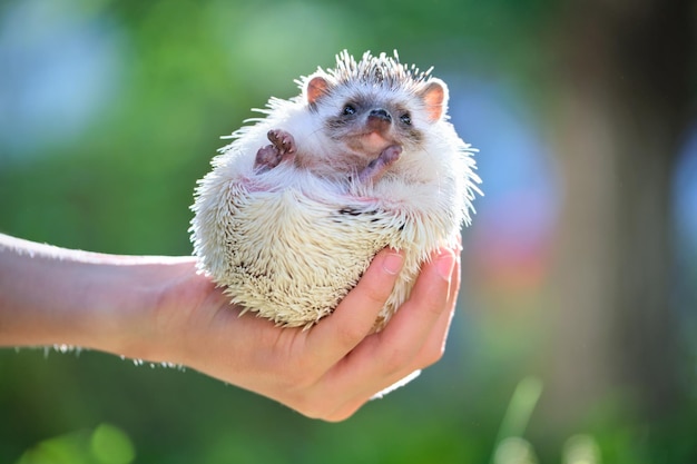 Mains humaines tenant un petit animal de compagnie hérisson africain à l'extérieur le jour de l'été Garder les animaux domestiques et prendre soin du concept d'animaux de compagnie