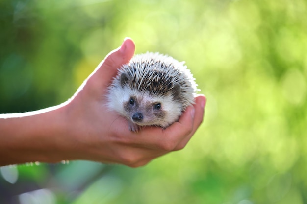 Mains humaines tenant un petit animal de compagnie hérisson africain à l'extérieur le jour de l'été Garder les animaux domestiques et prendre soin du concept d'animaux de compagnie