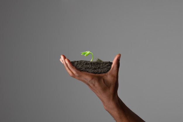Mains humaines tenant une plante verte fraîche, symbole de la croissance des affaires, de la conservation de l'environnement