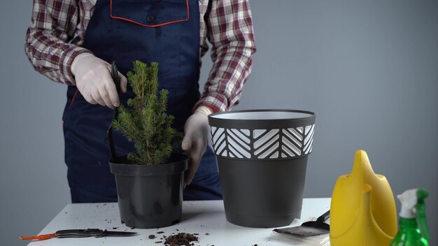 Photo les mains d'un jardinier mâle transplantent un petit sapin dans un nouveau pot en studio sur fond gris jardinage