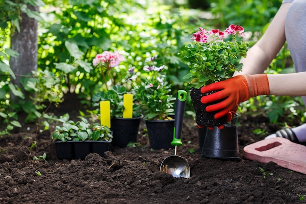 Mains de jardiniers plantant des fleurs dans le jardin, photo en gros plan.