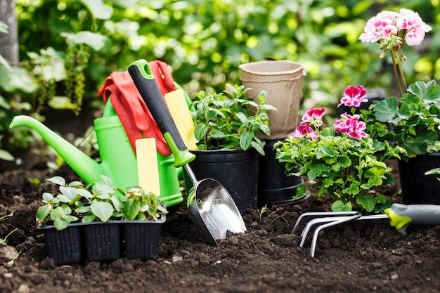 Mains de jardiniers plantant des fleurs dans le jardin, photo en gros plan.