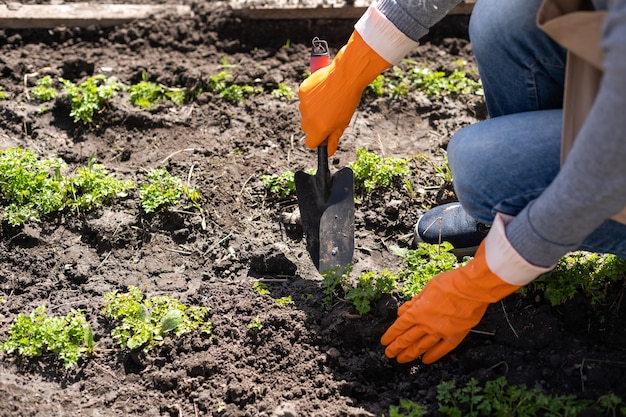 Les mains des jardiniers plantent et cueillent des légumes dans le jardin de l'arrière-cour. Le jardinier en gants prépare le sol pour les semis.