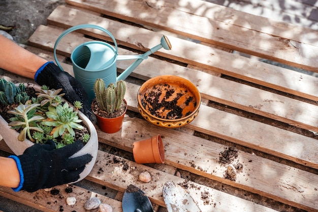 Mains de jardiniers transplantant des cactus et des plantes grasses dans des pots sur la table en bois