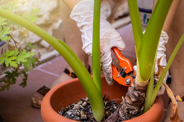 Mains d'une jeune fille taillant une plante dans son jardin Nature concept