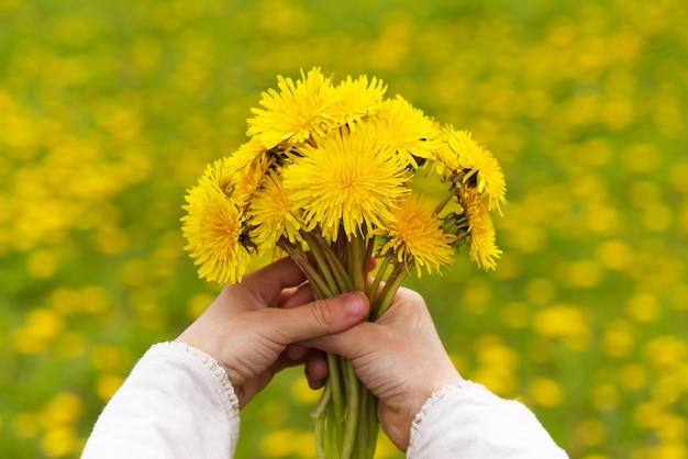 Les mains de la jeune fille tenant un bouquet de fleurs de pissenlit dans le pré.