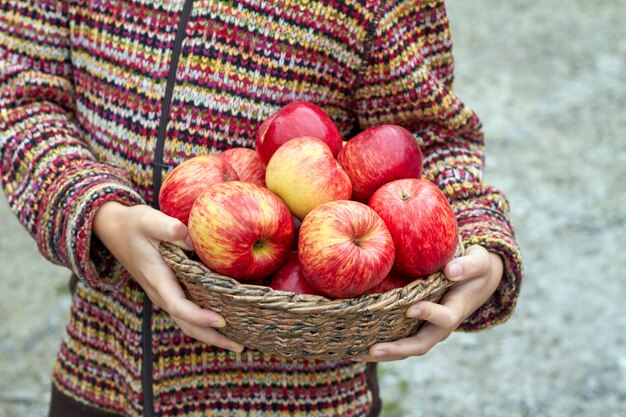 Mains de jeune fille tiennent le panier en osier plein de pommes d'automne mûres rouges organiques. Cueillette de fruits de saison, agriculture et concept d'élevage. Gros plan, mise au point sélective