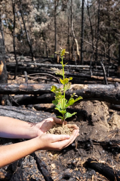 Mains d'un jeune homme avec un jeune arbre de chêne dans une forêt brûlée