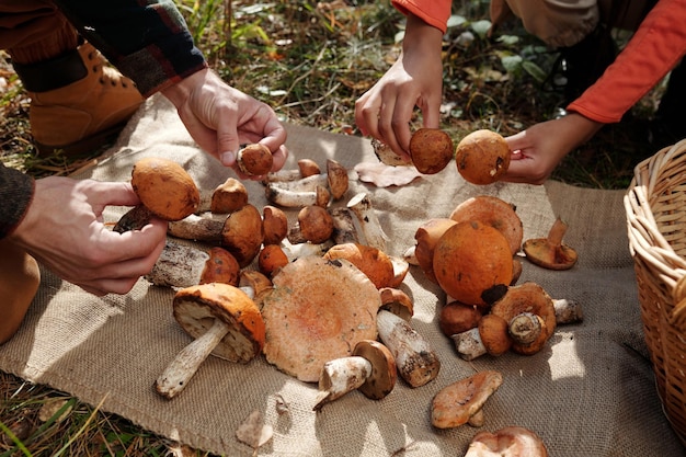 Les mains d'un jeune homme et d'une jeune femme méconnaissables vérifient les champignons cueillis