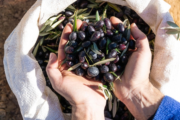 Mains d'un jeune homme méconnaissable tenant une poignée d'olives noires