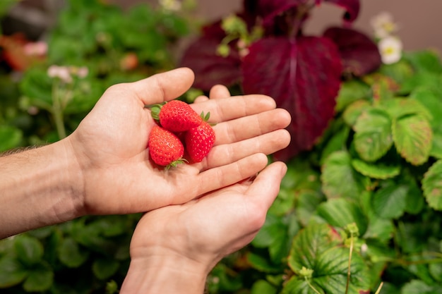 Mains de jeune homme de sélection ou agriculteur tenant des fraises mûres rouges poussant sur plantation ou serre