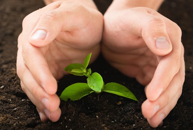 Mains de jeune homme tenant une plante verte