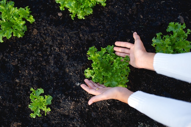 Mains et laitue des jardiniers Le concept de la culture de légumes biologiques