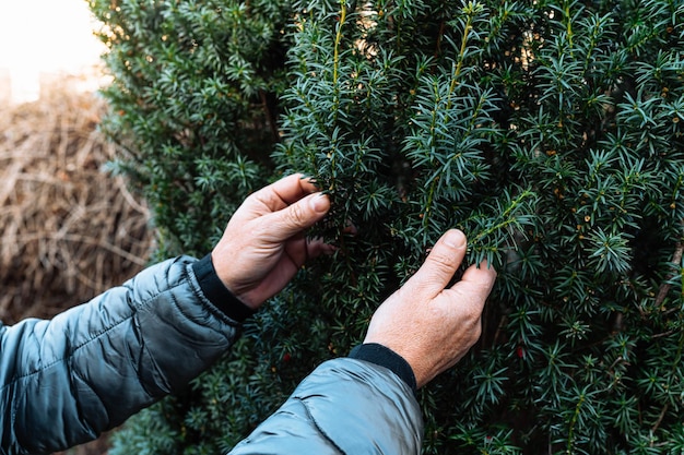 Les mains mâles du jardinier montrent la qualité des branches de conifère Tees, Taxus baccata