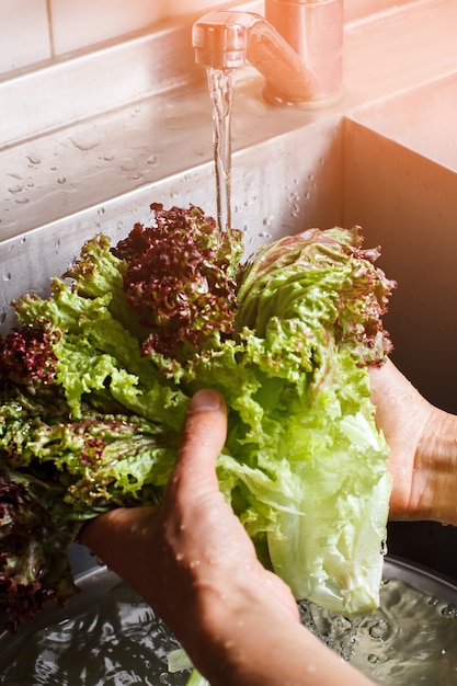 Mains mâles lavant la laitue rouge. L'eau s'écoulant sur les feuilles de laitue. Ingrédient frais pour un déjeuner sain. Délicieuse verdure juteuse.