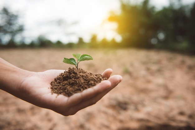 Mains mâles plantant un jeune arbre. Nature Contexte Écologie Environnement Concept