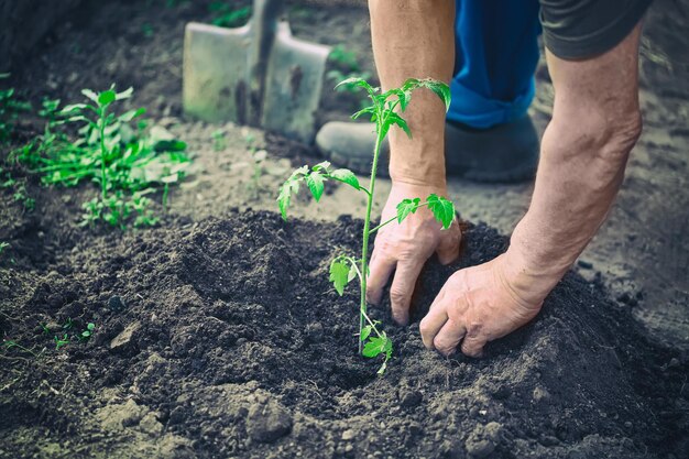 Mains mâles plantant le semis de tomate dans le sol dans une ferme en serre. Concept d'agriculture et de jardinage.