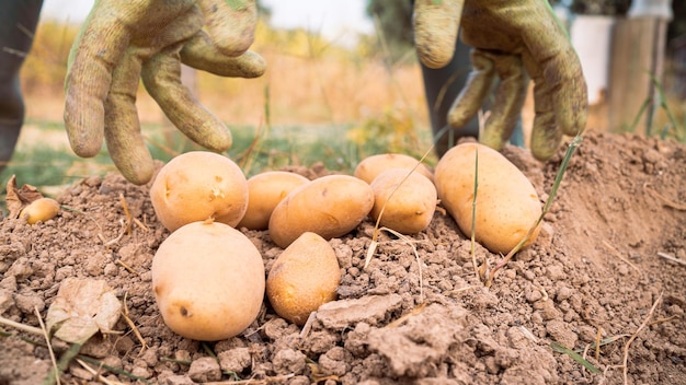 Mains mâles récoltant des pommes de terre biologiques fraîches du sol