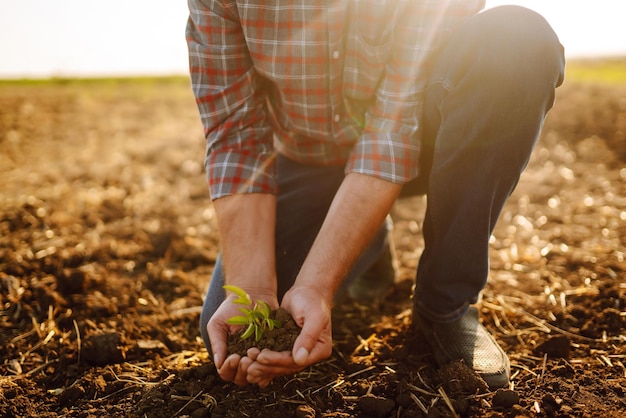 Mains mâles touchant le sol sur le terrain Main experte de l'agriculteur vérifiant la santé du sol Concept d'écologie