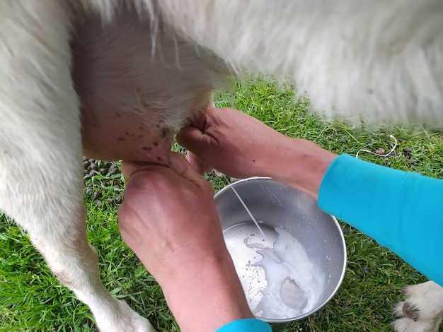 Des mains mâles traient une chèvre en été à l'extérieur. Photo mobile.