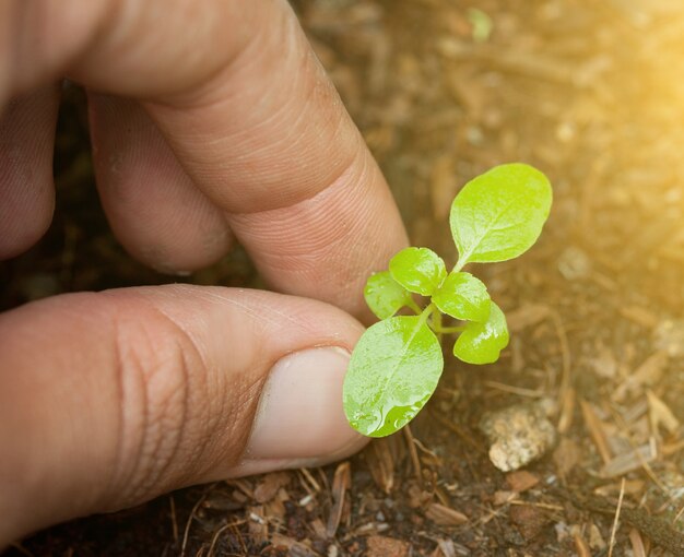 mains mâles transplantant de jeunes plantes