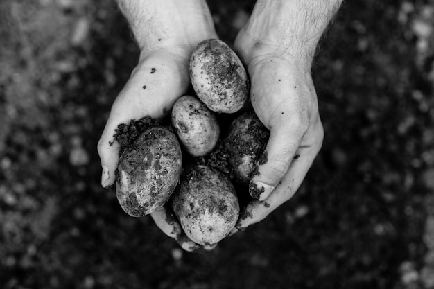 Mains montrant des pommes de terre fraîchement creusées