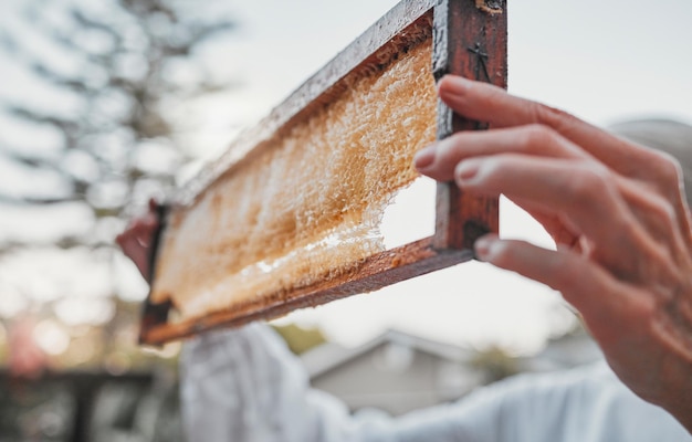 Apiculteur Mains Boîte En Bois Et Cadre En Nid D'abeille Sur La Ferme De  Campagne