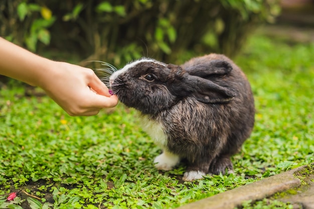 Les mains nourrissent le lapin Test de cosmétiques sur lapin Animal Sans cruauté envers les animaux et arrêtez le concept de maltraitance des animaux