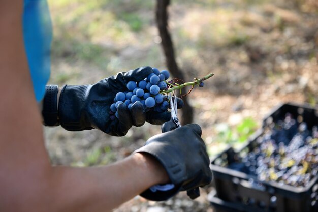 Mains d'un ouvrier agricole récoltant des raisins noirs coupant la longue tige avec des cisailles ou des sécateurs avant de les placer dans une caisse en bois dans un concept de production de vin