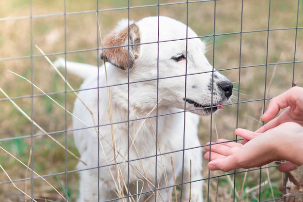 Mains de personne jouant avec un chien dans un refuge pour animaux. Chiot triste, chien solitaire derrière les barreaux. Chenil, chien errant. Animal dans la cage. Les gens aiment le concept des animaux. Homme, adopter, chien