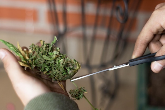 Mains d'une personne méconnaissable coupant des feuilles de cannabis avec des ciseaux à la maison traitement du cannabis médical