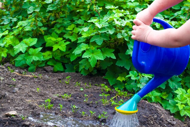 Les mains d'une petite fille arrosant les lits dans le jardin l'assistante de ma mère