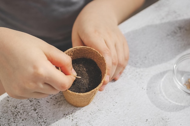 Les mains d'une petite fille caucasienne ont mis une graine de concombre dans un verre en carton avec de la terre tout en étant assise à une table de ciment