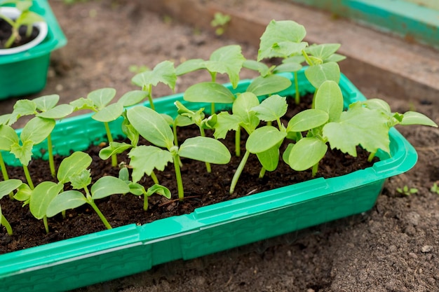 Mains avec de petits plants de concombre de plantes dans de petits conteneurs plantant un plan d'accueil de semis de greffe