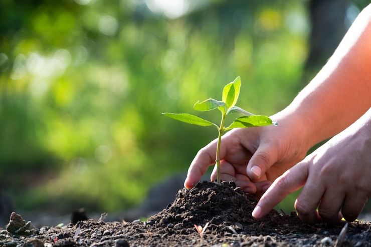 Photo mains planter un arbre.