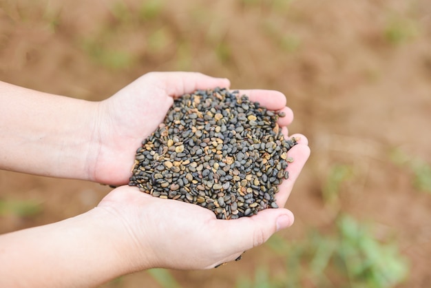 Mains avec prise de graines - noix ou graines de haricots à portée de main pour la culture de plantation