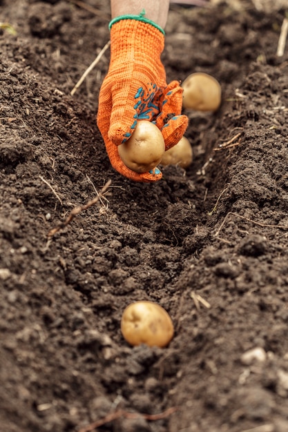 Mains récoltant des pommes de terre biologiques fraîches du sol