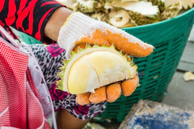 Les mains sont des pelures de durian. Manipulez un grand durian indiquant la viande de durian jaune à manger.