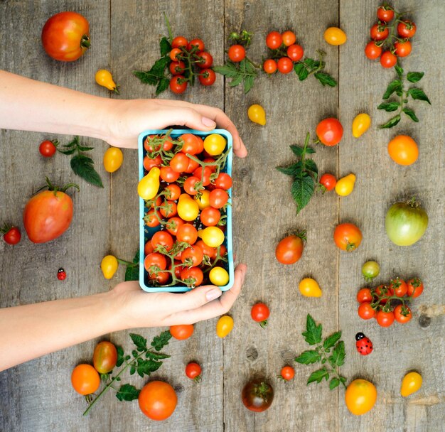 Mains tenant une boîte de tomates fraîches vue de dessus